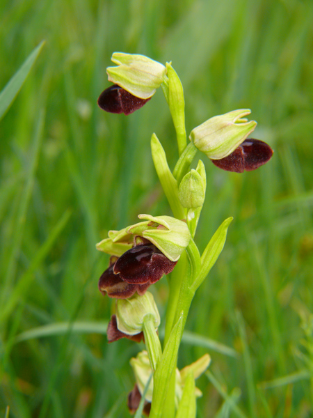 Ophrys incappucciata